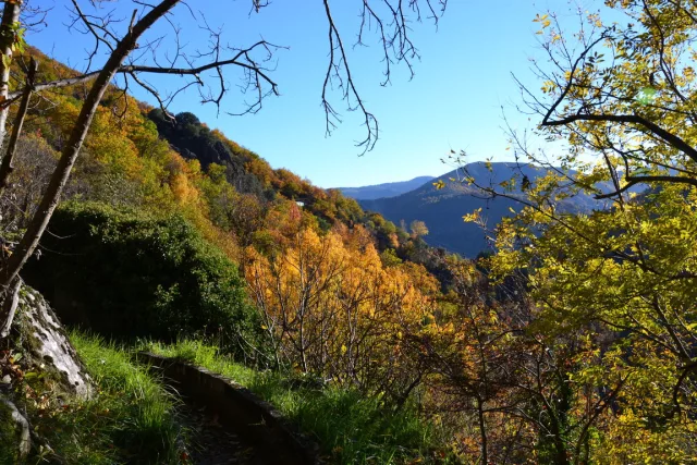 Les pierres et les arbres